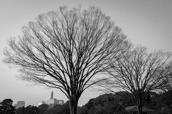 Trees B+W